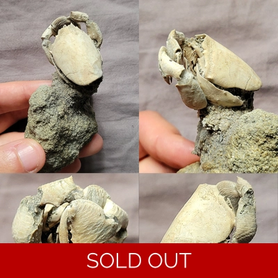 Rare Nice Fossil Ranilia Crab Fossil From The Pliocene Of Florida